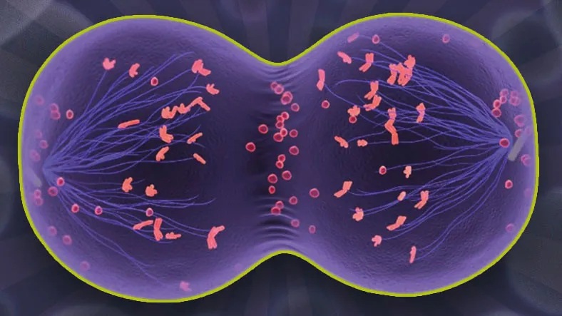 Mayoz Bölünme Nedir? Evreleri ve Bilinmeyenleri