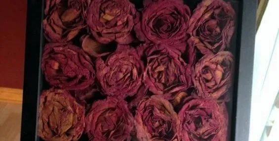 Anılarınızı saklayın! Güller nasıl kurutulur?