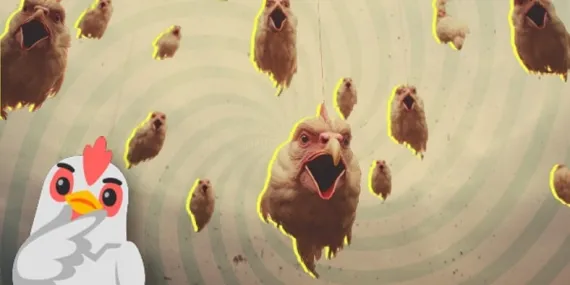 Bir Zamanlar Avrupa’da Gökyüzünden Binlerce Tavuk Kafası Yağmıştı: Sebebini ise 40 Yıl Düşünseniz Aklınıza Gelmez!