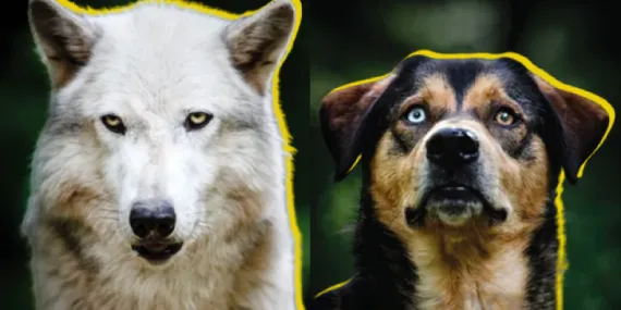 Dik Kulaklı Kurtlardan Evcilleşen Köpekler Nasıl Oluyor da Sarkık Kulaklara Sahip Olabiliyor?