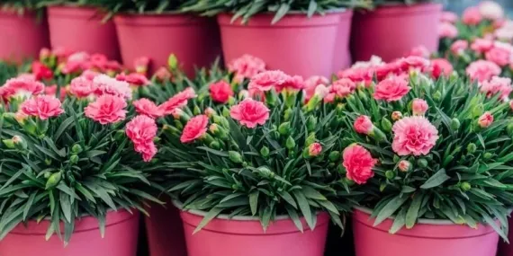 Doğdunuz ayın çiçeği bakın size neler söylüyor! Karakter özelliklerini bile veriyor