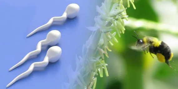 Erkeklerin Sperm Sayısının, Böcek İlaçları Yüzünden 50 Yıldır Düştüğü Keşfedildi