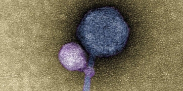 etkin-hale-gelmek-icin-diger-virusleri-isiran-vampir-virus-kesfedildi-9IGOU2ey.jpg