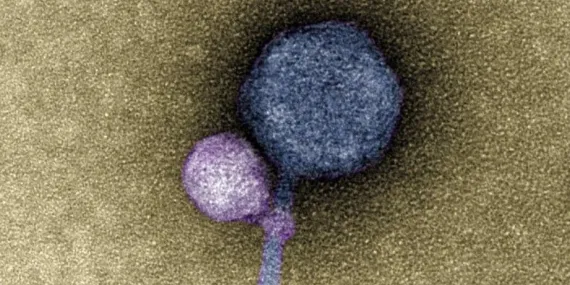 Etkin Hale Gelmek İçin Diğer Virüsleri Isıran “Vampir” Virüs Keşfedildi