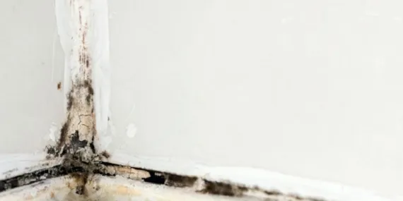 Ev küfü nasıl temizlenir?