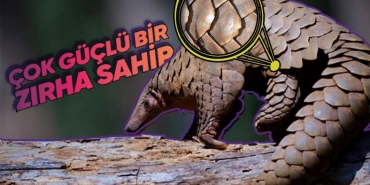 tehlikelere-karsi-uyguladiklari-savunma-tekniklerine-hem-gulup-hem-sasirabilirsiniz-pangolinler-hakkinda-9-farkli-bilgi-KISdHzbx.jpg