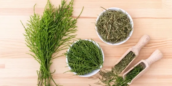 Evinizin şifası bahçelerinizin bekçisi! Kırkkilit otunun faydalarını yazmaya sayfalar yetmiyor…