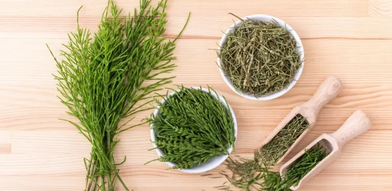 Evinizin şifası bahçelerinizin bekçisi! Kırkkilit otunun faydalarını yazmaya sayfalar yetmiyor…