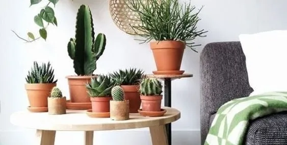 Kışın çiçekleriniz solmasın! Evde en kolay çiçek bakım yolları!