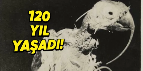 120 Yaşına Kadar Yaşayan Dünyanın En Yaşlı Papağanı: Cocky Bennett