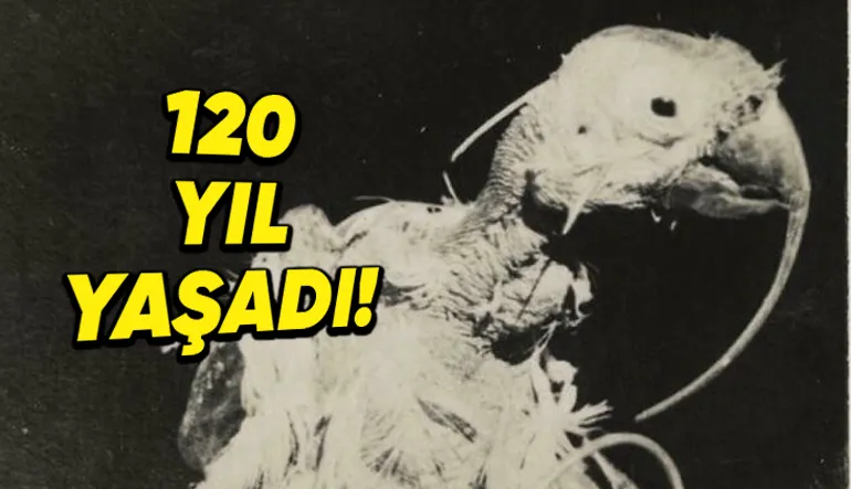 120 Yaşına Kadar Yaşayan Dünyanın En Yaşlı Papağanı: Cocky Bennett