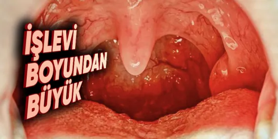 Ağız Boşluğumuzda Yer Alan ‘Küçük Dilimiz’ Tam Olarak Ne İşe Yarıyor, Olmasaydı Ne Olurdu?