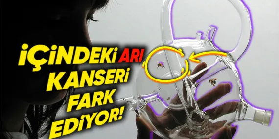 Bal Arılarının Akciğer Kanserini Nasıl Tespit Edebildiklerini Öğrenince “Bilim Daha Ne Kadar İlerleyebilir!” Diyeceksiniz