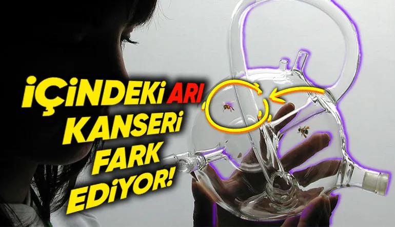 Bal Arılarının Akciğer Kanserini Nasıl Tespit Edebildiklerini Öğrenince “Bilim Daha Ne Kadar İlerleyebilir!” Diyeceksiniz