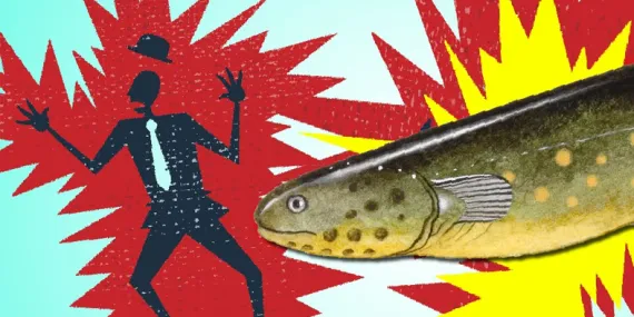 Balıkların Elektrik Ürebilmelerinin Arkasındaki Harikulade Yetenek