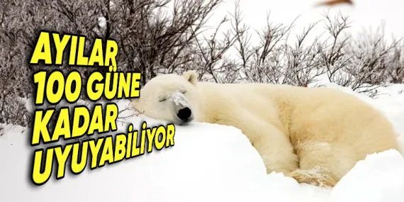 Bazı Hayvanlar Neden Kış Uykusuna Yatar? Sebebi Sadece Soğuktan Korunmak Değil!