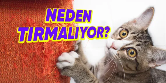 Bazı Kediler, Neden Diğerlerine Göre Sürekli Bir Şeyleri Tırmalamaya Daha Meraklı?