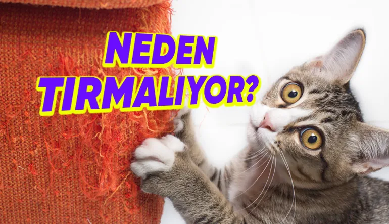 Bazı Kediler, Neden Diğerlerine Göre Sürekli Bir Şeyleri Tırmalamaya Daha Meraklı?