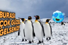 beyin-donduran-sogukluktaki-antarktikada-penguenler-nasil-oluyor-da-isinmayi-basararak-hayatta-kaliyor-d6UsgOja.jpg