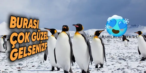 Beyin Donduran Soğukluktaki Antarktika’da Penguenler Nasıl Oluyor da Isınmayı Başararak Hayatta Kalıyor?