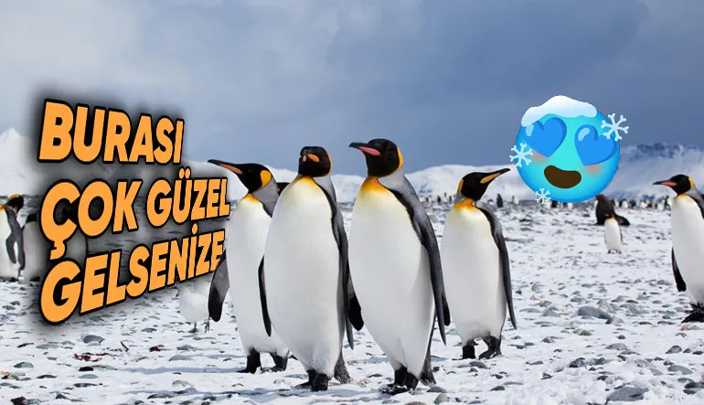 Beyin Donduran Soğukluktaki Antarktika’da Penguenler Nasıl Oluyor da Isınmayı Başararak Hayatta Kalıyor?