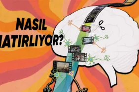 beynimiz-nasil-oluyor-da-25-30-yil-onceki-bir-aniyi-tum-detaylariyla-hatirlamayi-nasil-basariyor-H8GHRGqF.png