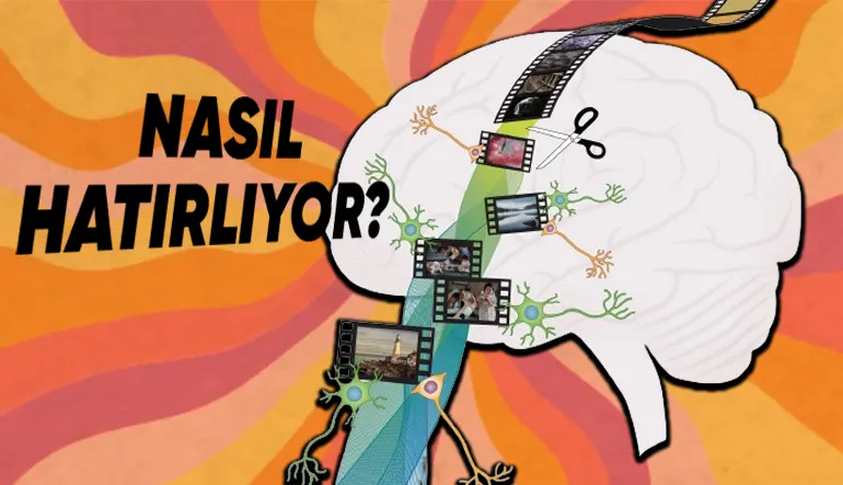 Beynimiz, Nasıl Oluyor da 25-30 Yıl Önceki Bir Anıyı Tüm Detaylarıyla Hatırlamayı Nasıl Başarıyor?
