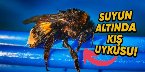 Bilim İnsanları, Bazı Arıların Su Altında Kış Uykusuna Yatabildiğini Tesadüfen Nasıl Keşfetti?
