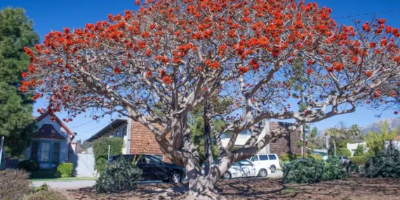 Bilim İnsanları, Irkçı Bitki İsimlerini Değiştirecek