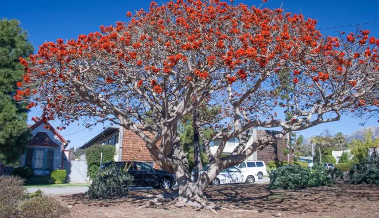 Bilim İnsanları, Irkçı Bitki İsimlerini Değiştirecek