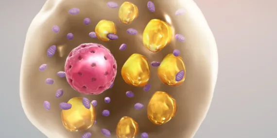 Bilim İnsanları, Yağ Hücrelerine Kendi Kendilerini Erittirmenin Yolunu Buldu