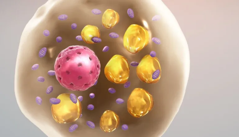 Bilim İnsanları, Yağ Hücrelerine Kendi Kendilerini Erittirmenin Yolunu Buldu