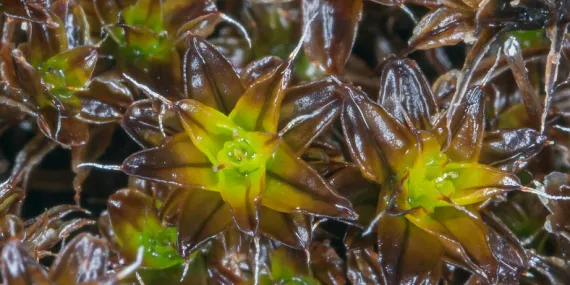 Bilim İnsanları, Zor Koşullara Dayanan Bu Bitkinin Mars’ta Yaşayabileceğine İnanıyor
