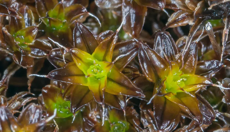 Bilim İnsanları, Zor Koşullara Dayanan Bu Bitkinin Mars’ta Yaşayabileceğine İnanıyor