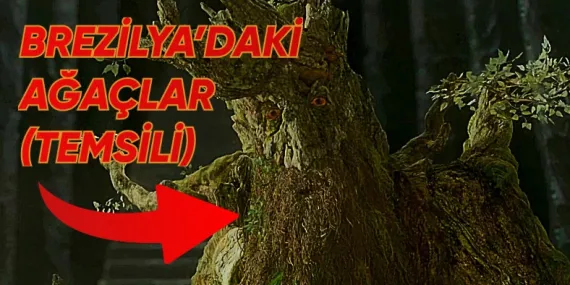 Brezilya’da Ormanlar, Küresel Isınma Yüzünden Tepelere Göç Etti (Ne?)