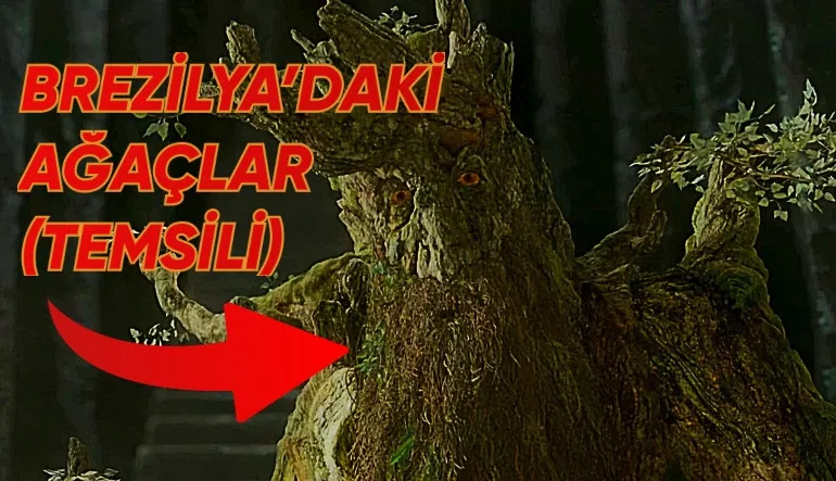 Brezilya’da Ormanlar, Küresel Isınma Yüzünden Tepelere Göç Etti (Ne?)