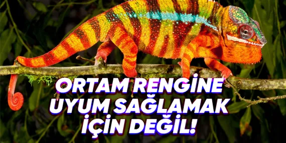 Bukalemunların Renk Değiştirmesinin Arkasında Nasıl Bir Yetenek Var?