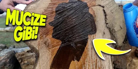 Ceviz Ağaçları Kesildiğinde Nasıl Oluyor da Gövdelerinde Tuhaf bir Şekilde İnsan, Hayvan Gibi Figürler Ortaya Çıkıyor?