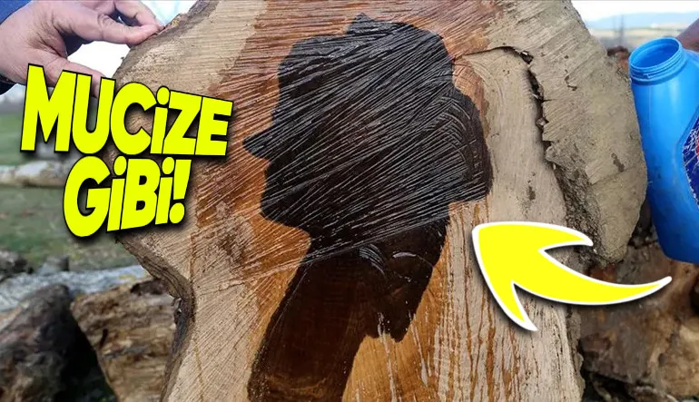 Ceviz Ağaçları Kesildiğinde Nasıl Oluyor da Gövdelerinde Tuhaf bir Şekilde İnsan, Hayvan Gibi Figürler Ortaya Çıkıyor?