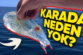 denizlerde-adim-basi-seffaf-canlilar-varken-karada-neden-bir-tane-bile-yok-pUCxphkw.jpeg