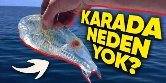 Denizlerde Adım Başı Şeffaf Canlılar Varken Karada Neden Bir Tane Bile Yok?