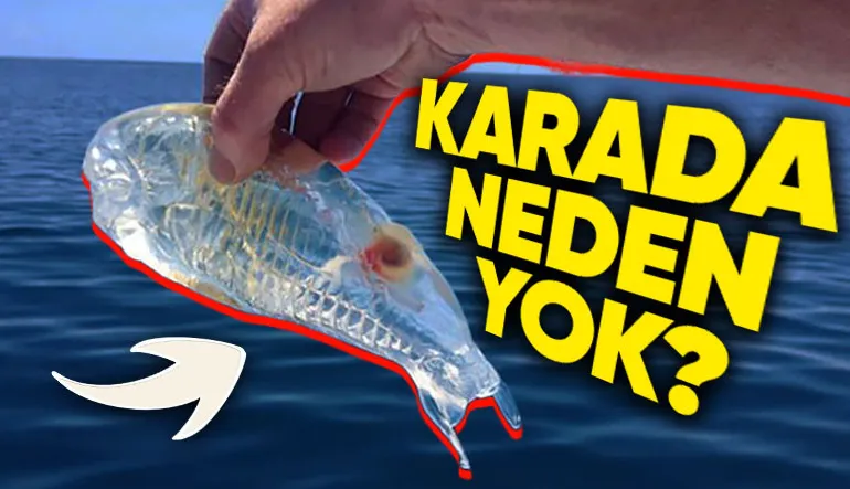 Denizlerde Adım Başı Şeffaf Canlılar Varken Karada Neden Bir Tane Bile Yok?