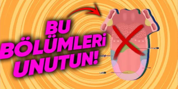 Dilin Her Bölgesi Farklı Tatları Algılıyor Bilgisi Gerçeği Yansıtıyor mu Yoksa Sadece Şehir Efsanesi mi?