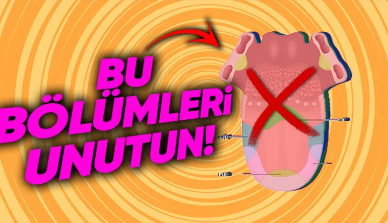Dilin Her Bölgesi Farklı Tatları Algılıyor Bilgisi Gerçeği Yansıtıyor mu Yoksa Sadece Şehir Efsanesi mi?