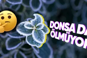donarak-olen-canlilarin-aksine-bitkilerin-dondugunda-bile-sapasaglam-durmasinin-ardinda-yatan-bilimsel-gercek-COhJPFgB.jpeg