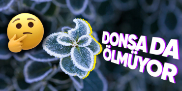 donarak-olen-canlilarin-aksine-bitkilerin-dondugunda-bile-sapasaglam-durmasinin-ardinda-yatan-bilimsel-gercek-COhJPFgB.jpeg