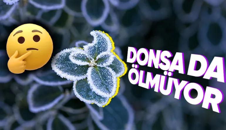 Donarak Ölen Canlıların Aksine Bitkilerin Donduğunda Bile Sapasağlam Durmasının Ardında Yatan Bilimsel Gerçek