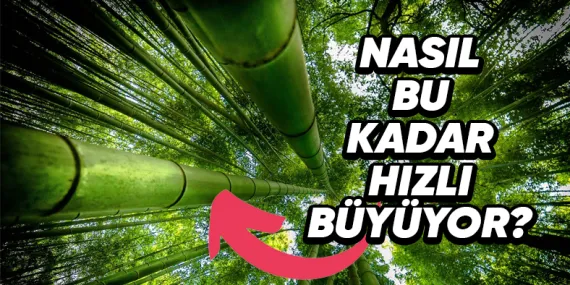 Dünyanın En Hızlı Büyüyen Bitkisi Hangisi? 10 Katlı Bir Bina Boyuna Ulaşabiliyor!