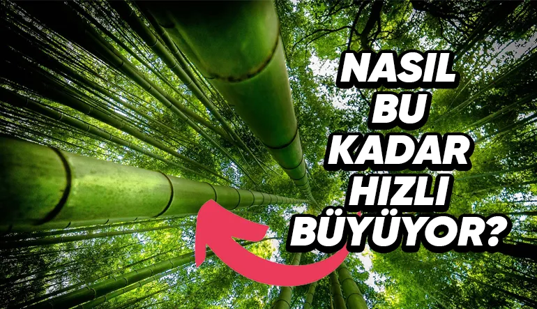 Dünyanın En Hızlı Büyüyen Bitkisi Hangisi? 10 Katlı Bir Bina Boyuna Ulaşabiliyor!