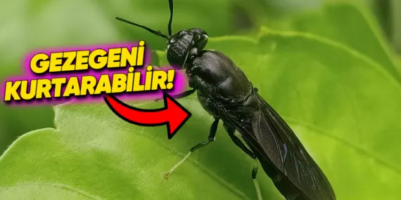 Dünyayı Kurtarmak İçin Son Umudumuz Sinekler: Genetiğini Değiştirip İnsan Atıklarını Yedirecekler!